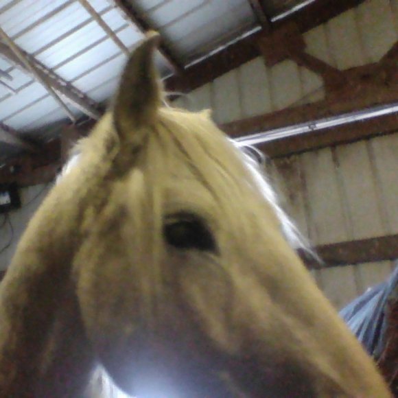 All the ponies! - Picture 5 of 8